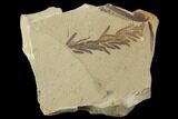 Metasequoia (Dawn Redwood) Fossils - Montana #102322-1